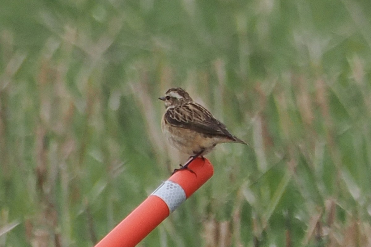 Whinchat - ML646840150