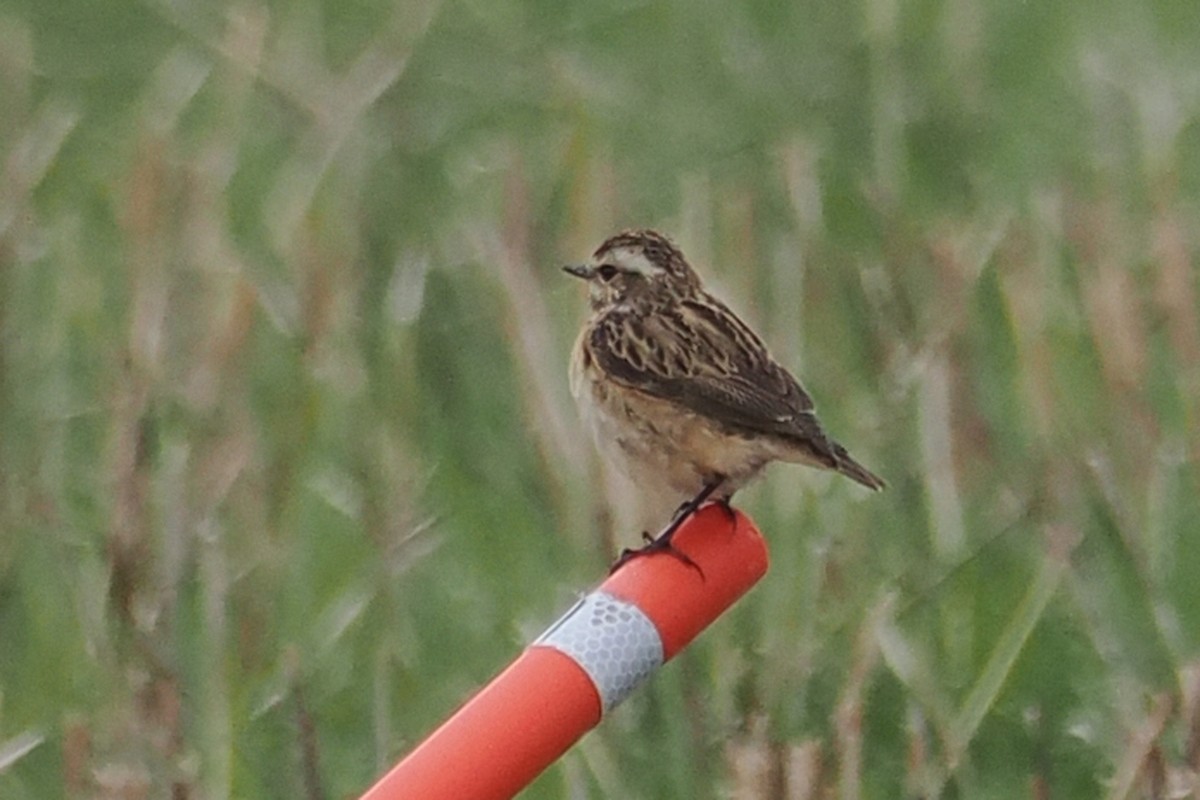 Whinchat - ML646840151