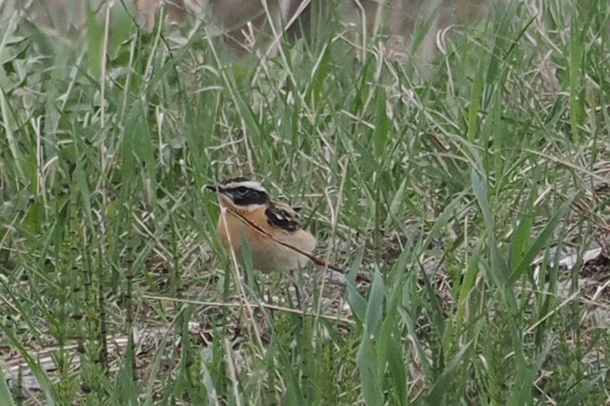 Whinchat - ML646840152