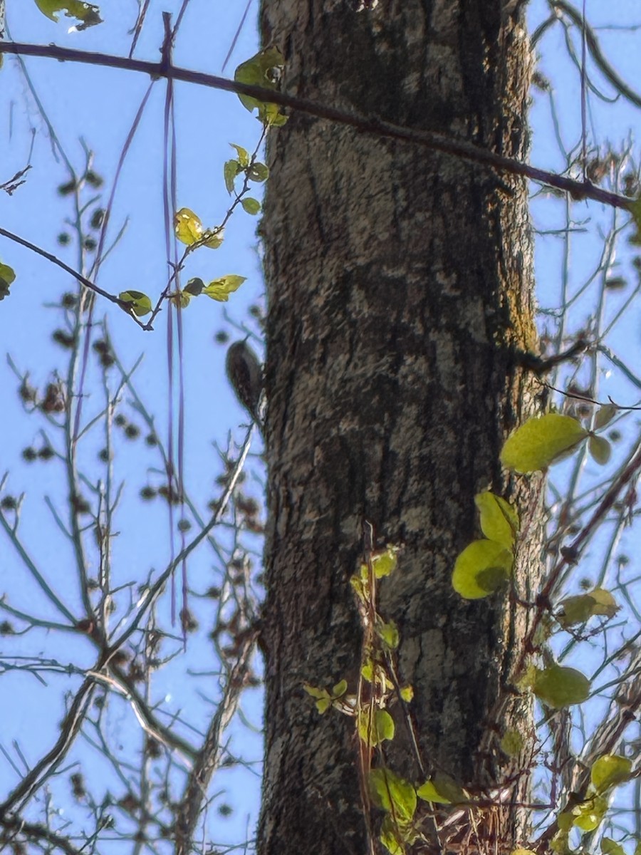 Brown Creeper - ML646840153