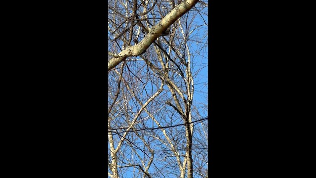 Brown Creeper - ML646840154