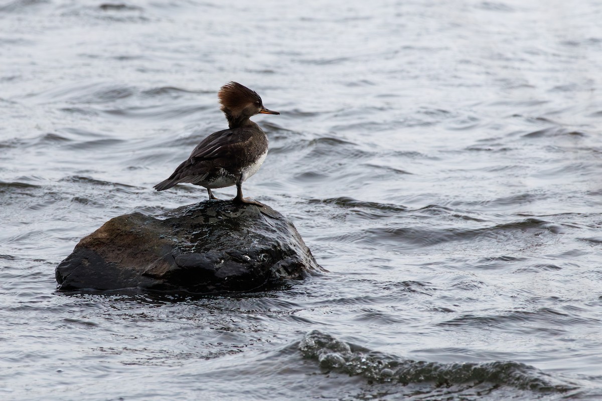 Крех жовтоокий - ML646840155
