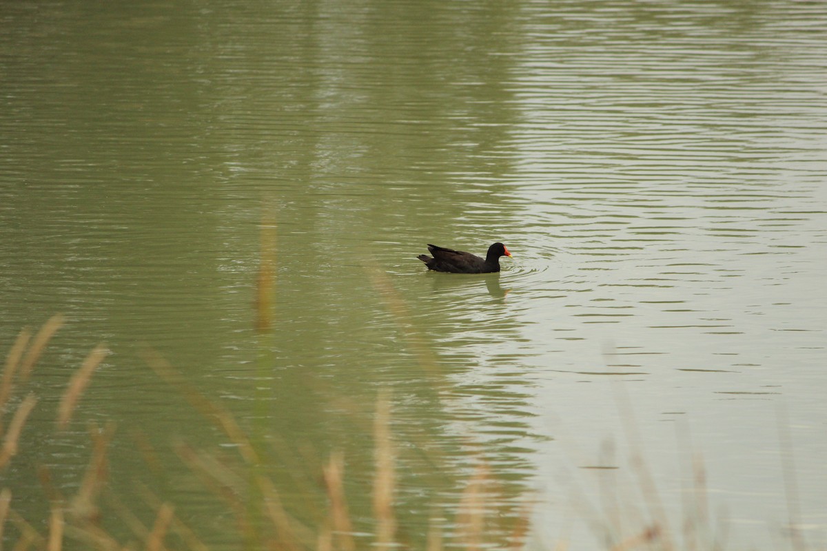 Dusky Moorhen - ML646840159