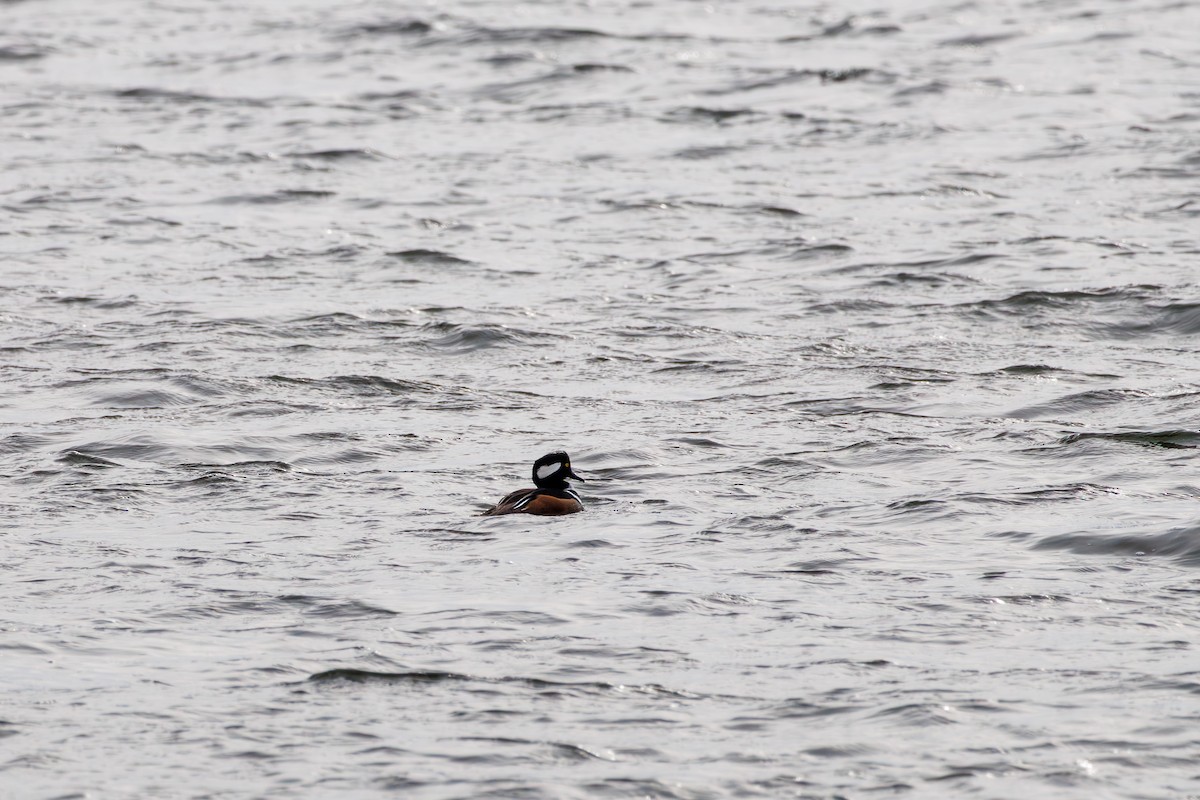 Крех жовтоокий - ML646840160