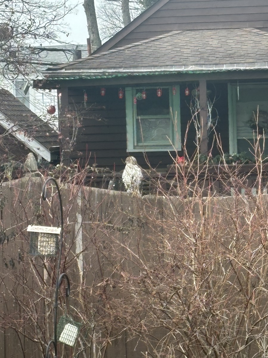 Cooper's Hawk - ML646840173
