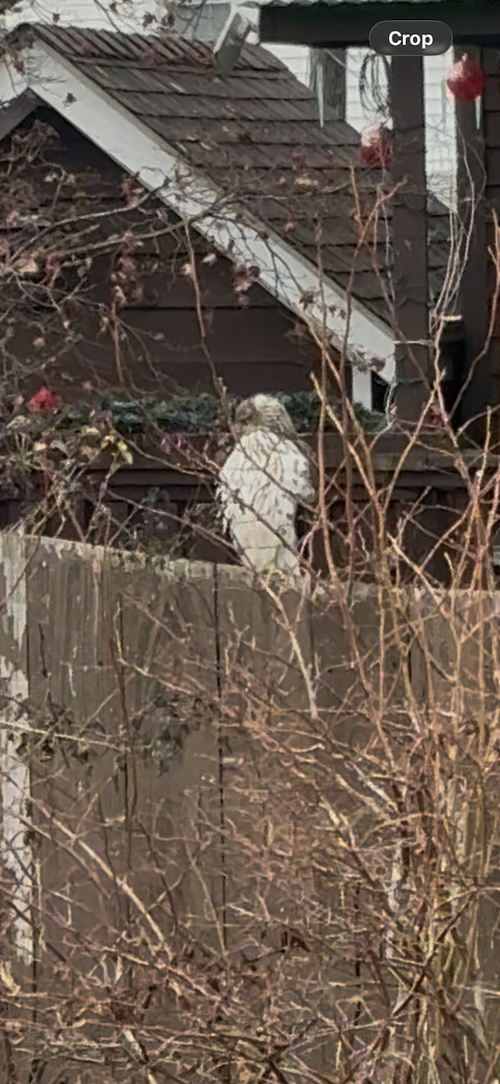 Cooper's Hawk - ML646840174