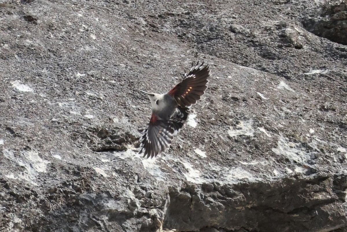 Picchio muraiolo - ML646840177