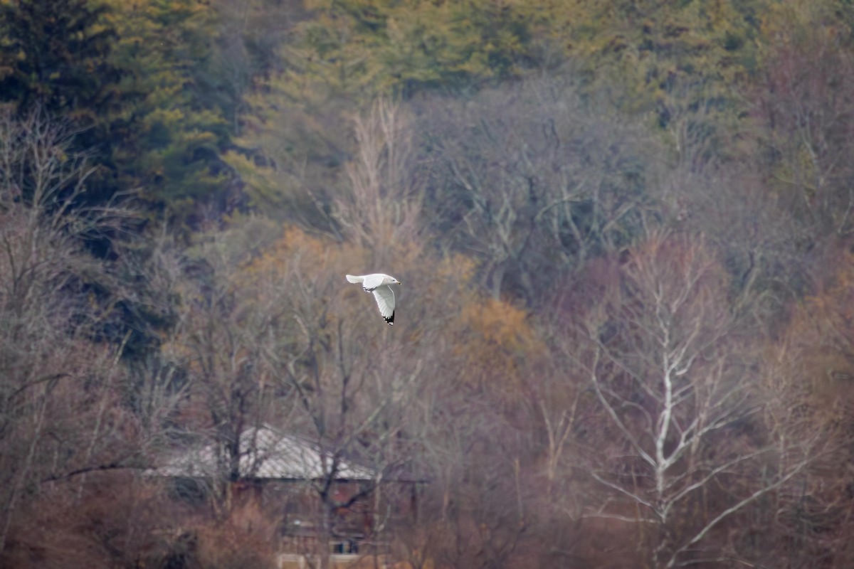 Мартин делаверський - ML646840182