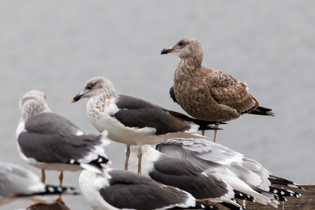 Мартин американський - ML646840183