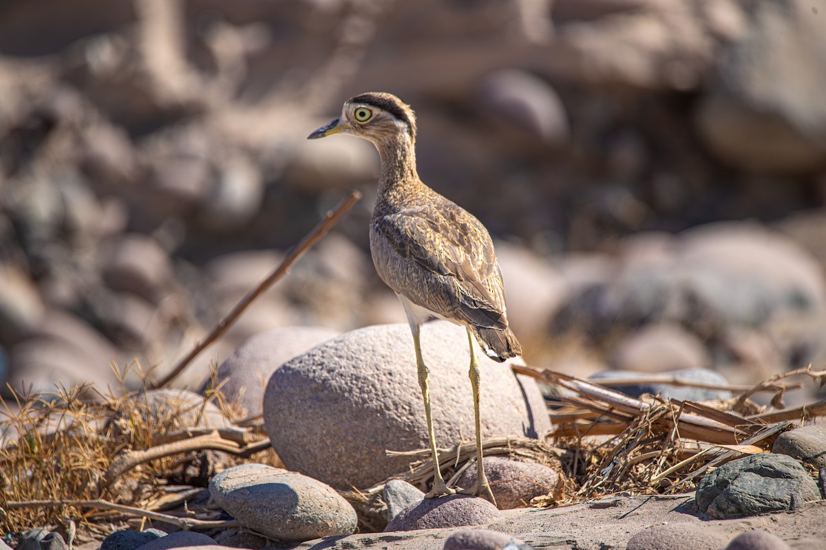 ペルーイシチドリ - ML646840188