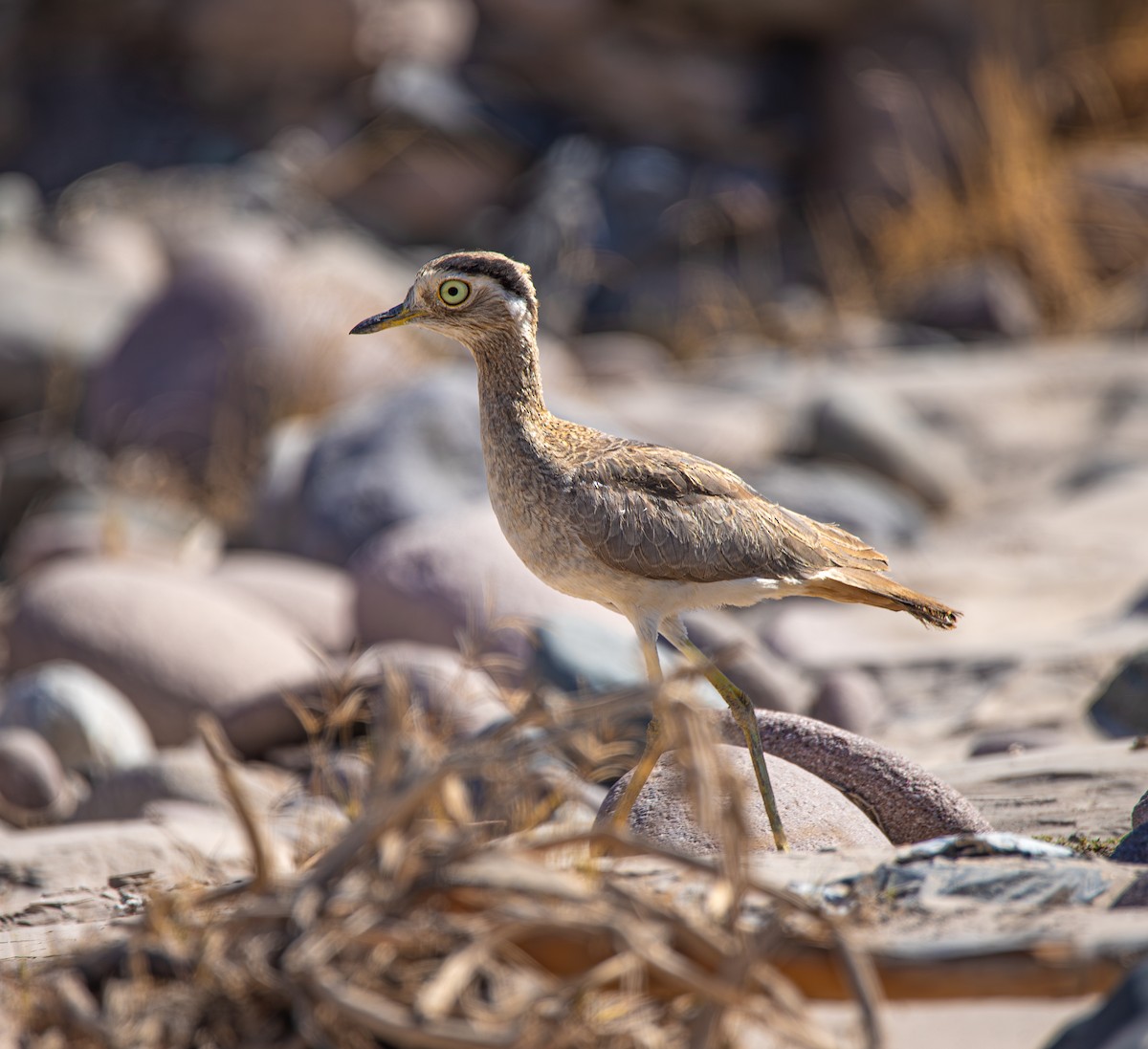 ペルーイシチドリ - ML646840189