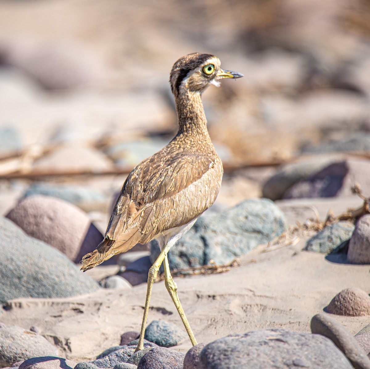 ペルーイシチドリ - ML646840190