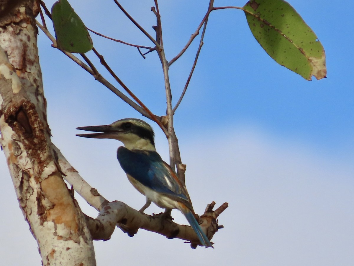 Red-backed Kingfisher - ML646840191