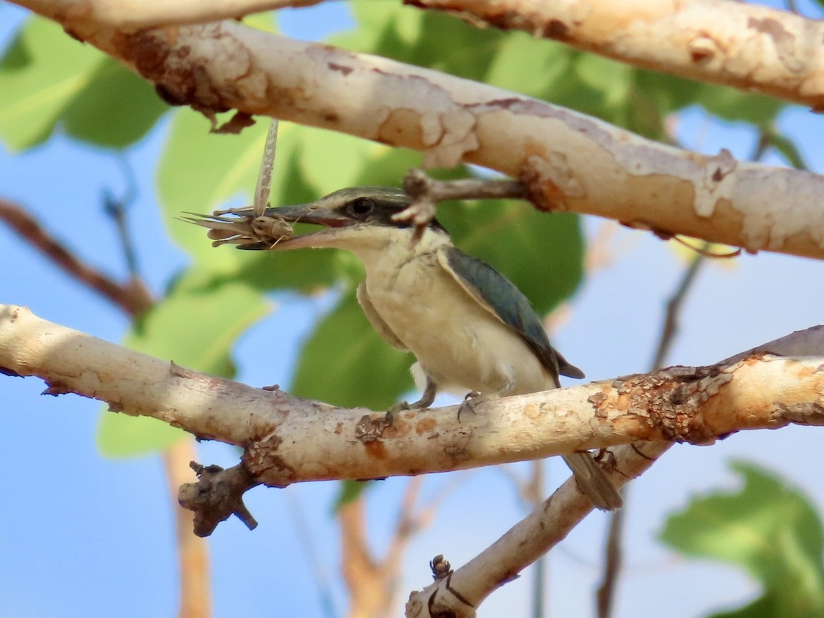 Red-backed Kingfisher - ML646840192