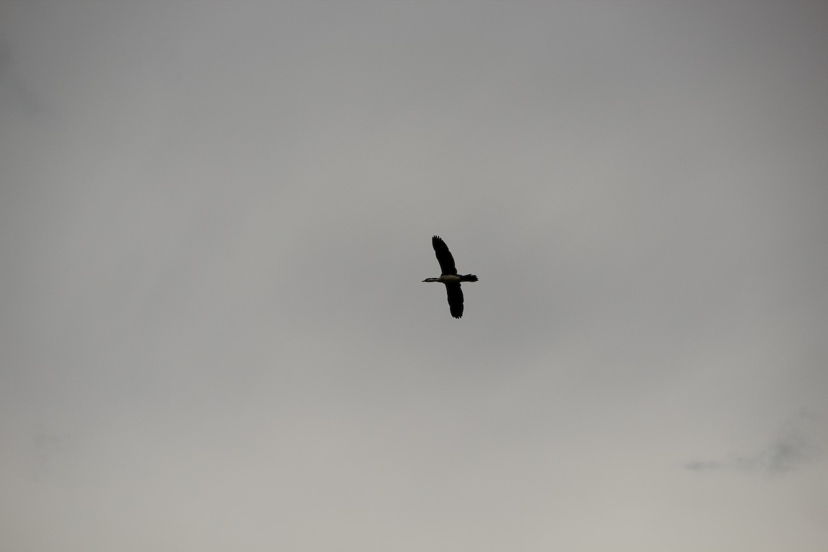 Little Pied Cormorant - ML646840193