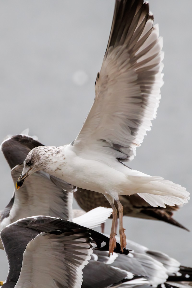 Мартин чорнокрилий - ML646840194