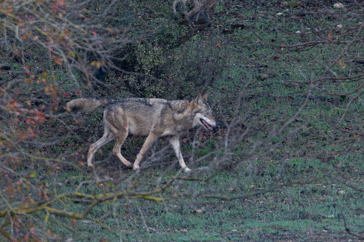 Arabian Wolf - ML646840195