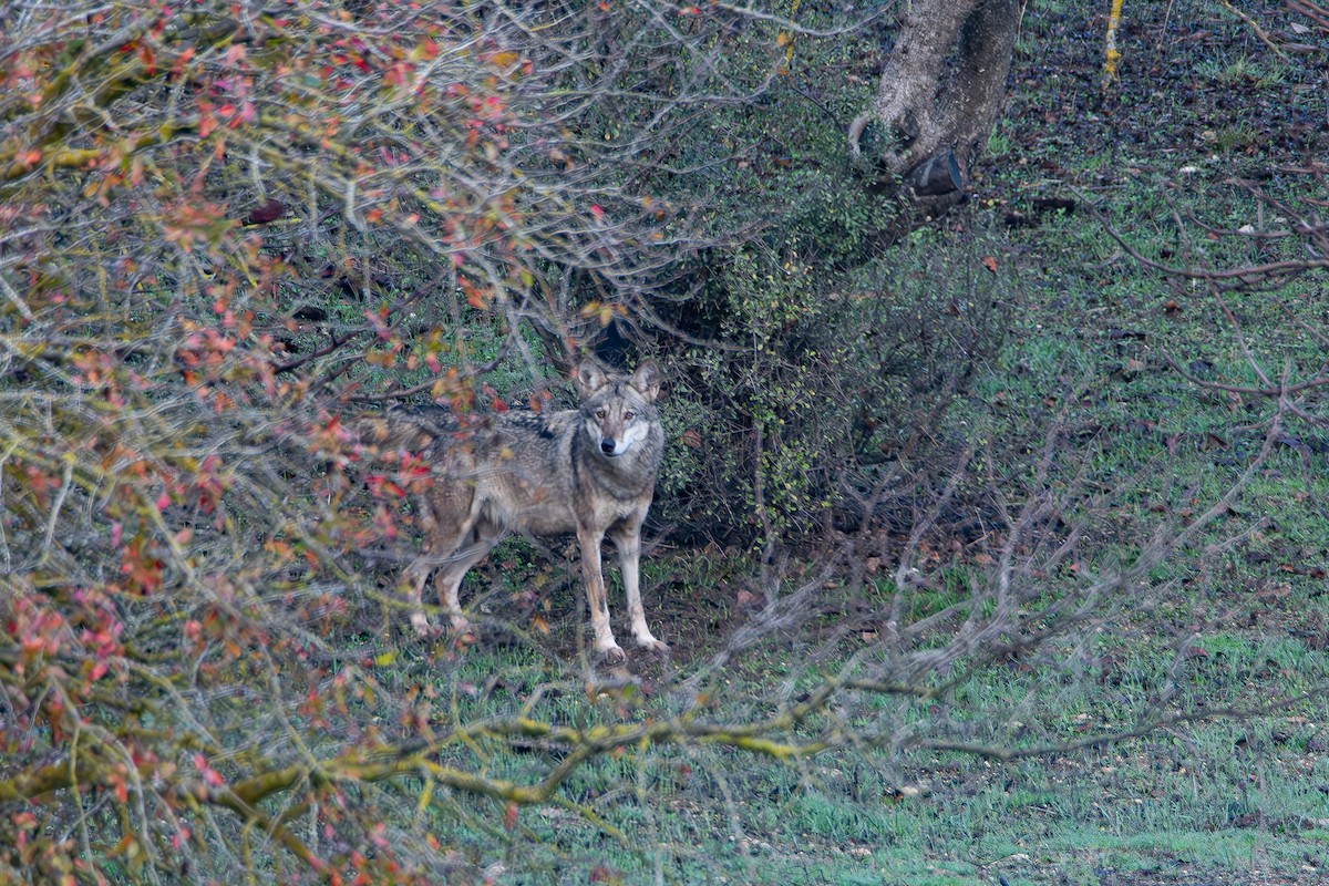 Arabian Wolf - ML646840196