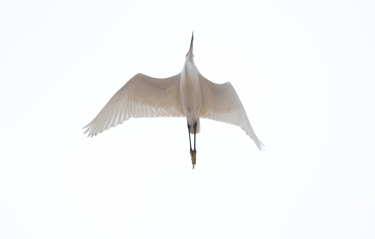 Little Egret (Western) - ML646840201