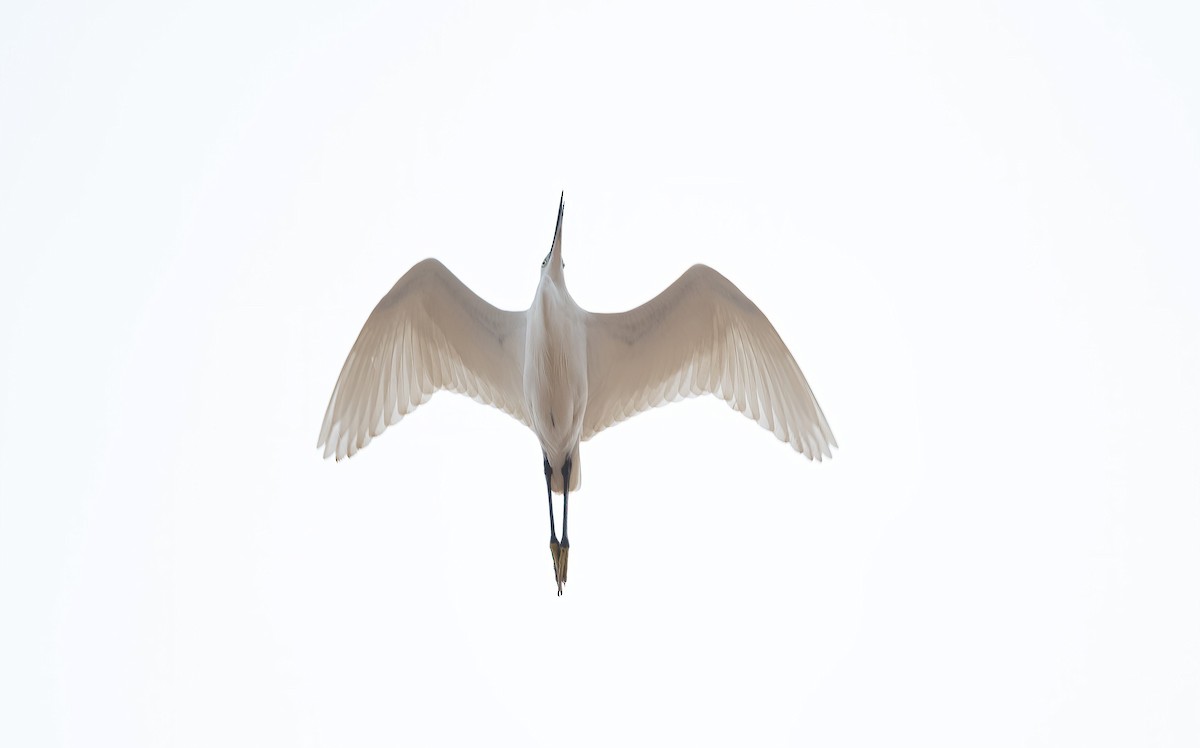 Little Egret (Western) - ML646840202
