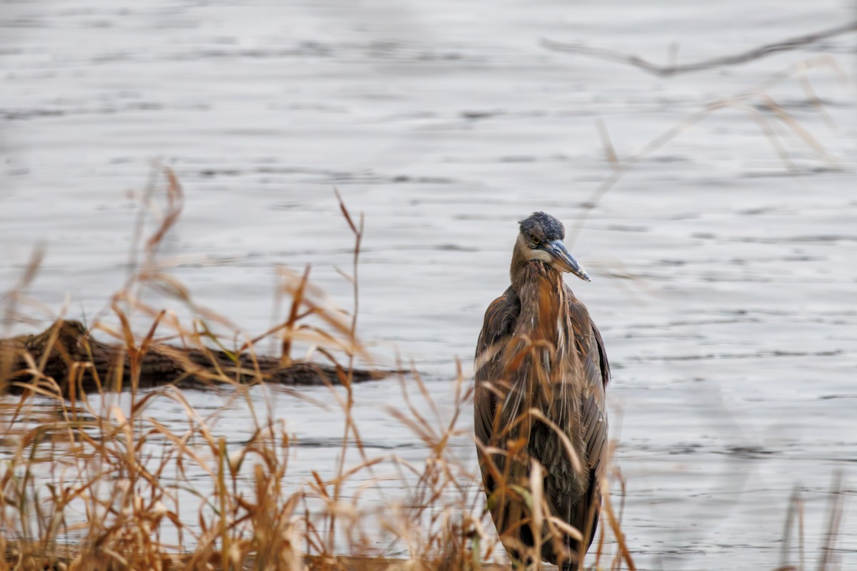 Чапля північна - ML646840207