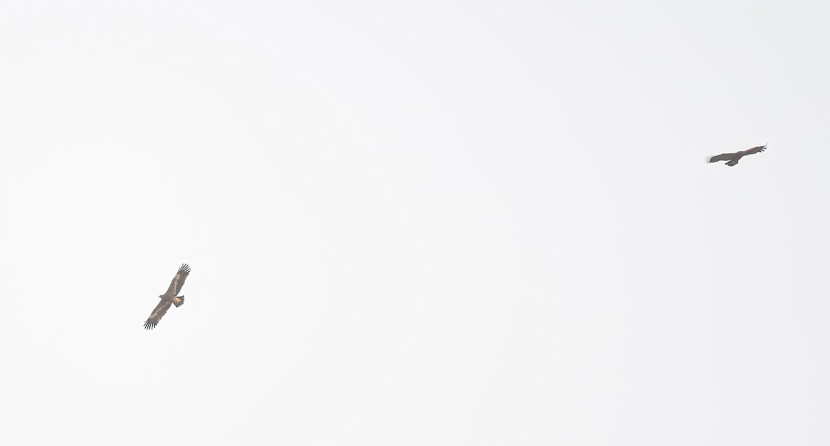 Steppenadler - ML646840210