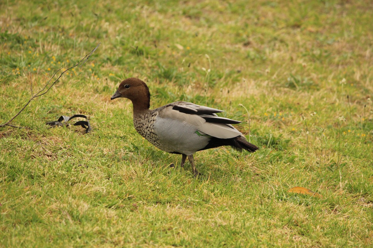 Maned Duck - ML646840214