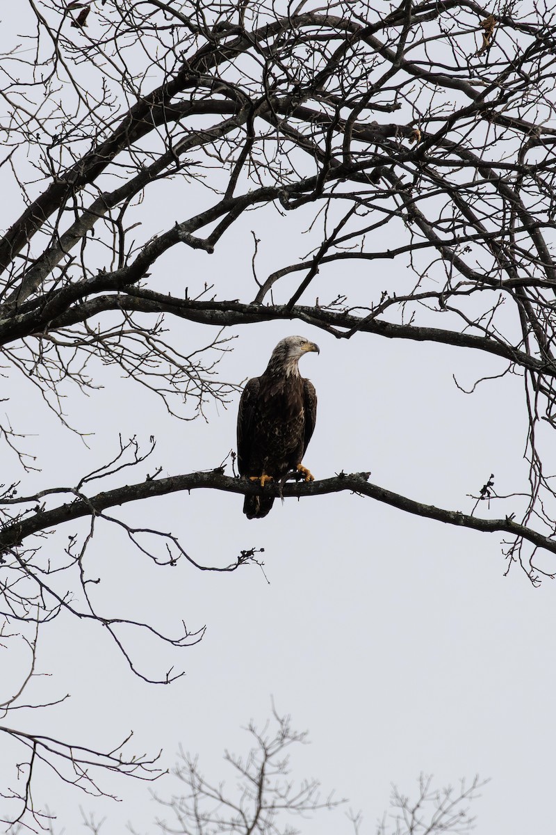 Орлан білоголовий - ML646840215