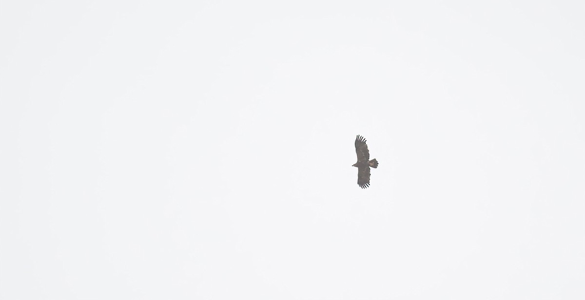 Steppenadler - ML646840216