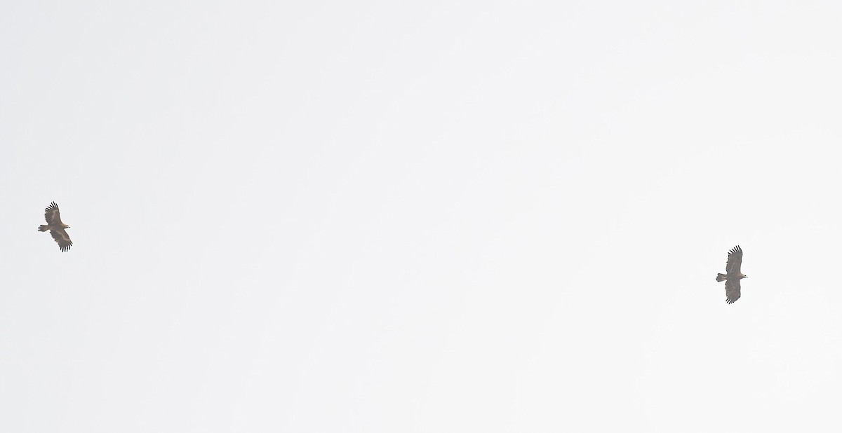 Steppenadler - ML646840219