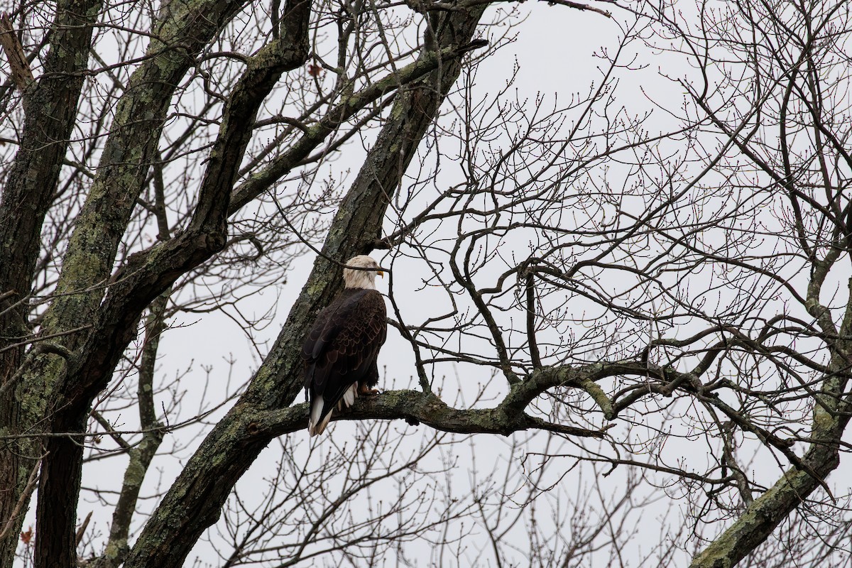 Орлан білоголовий - ML646840221