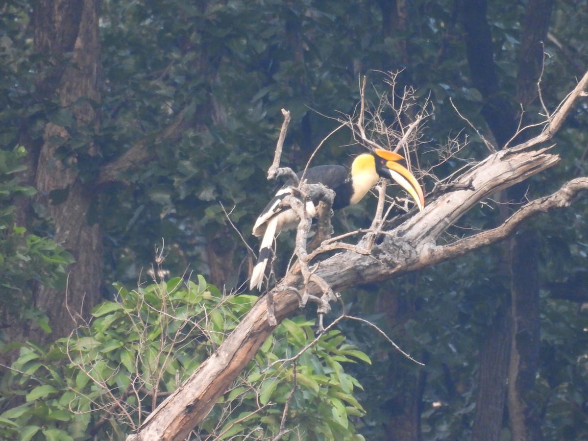 Great Hornbill - ML646840222