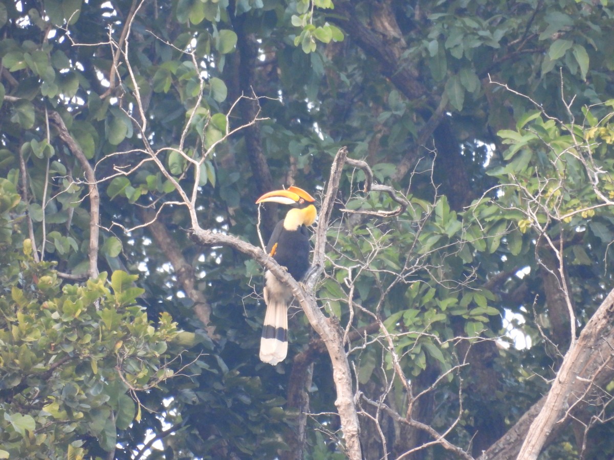 Great Hornbill - ML646840223
