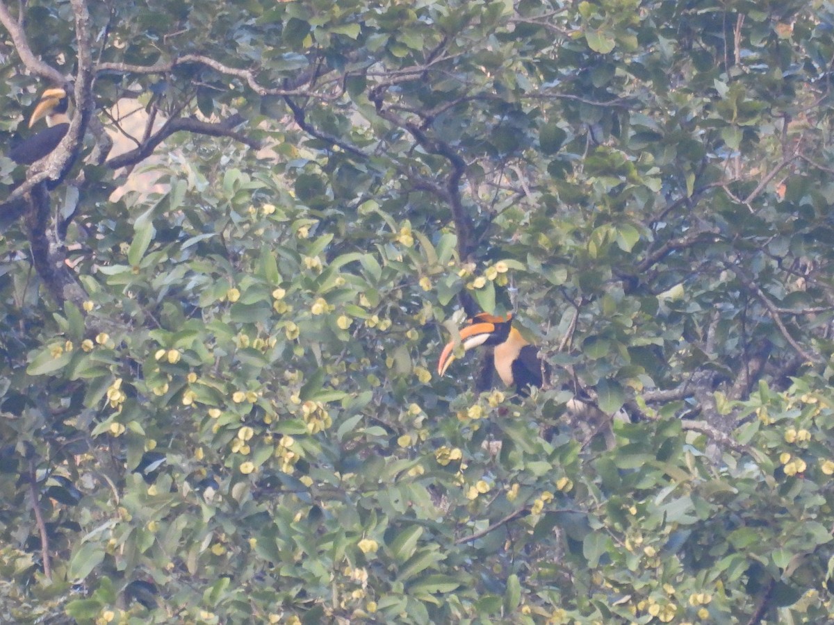 Great Hornbill - ML646840224