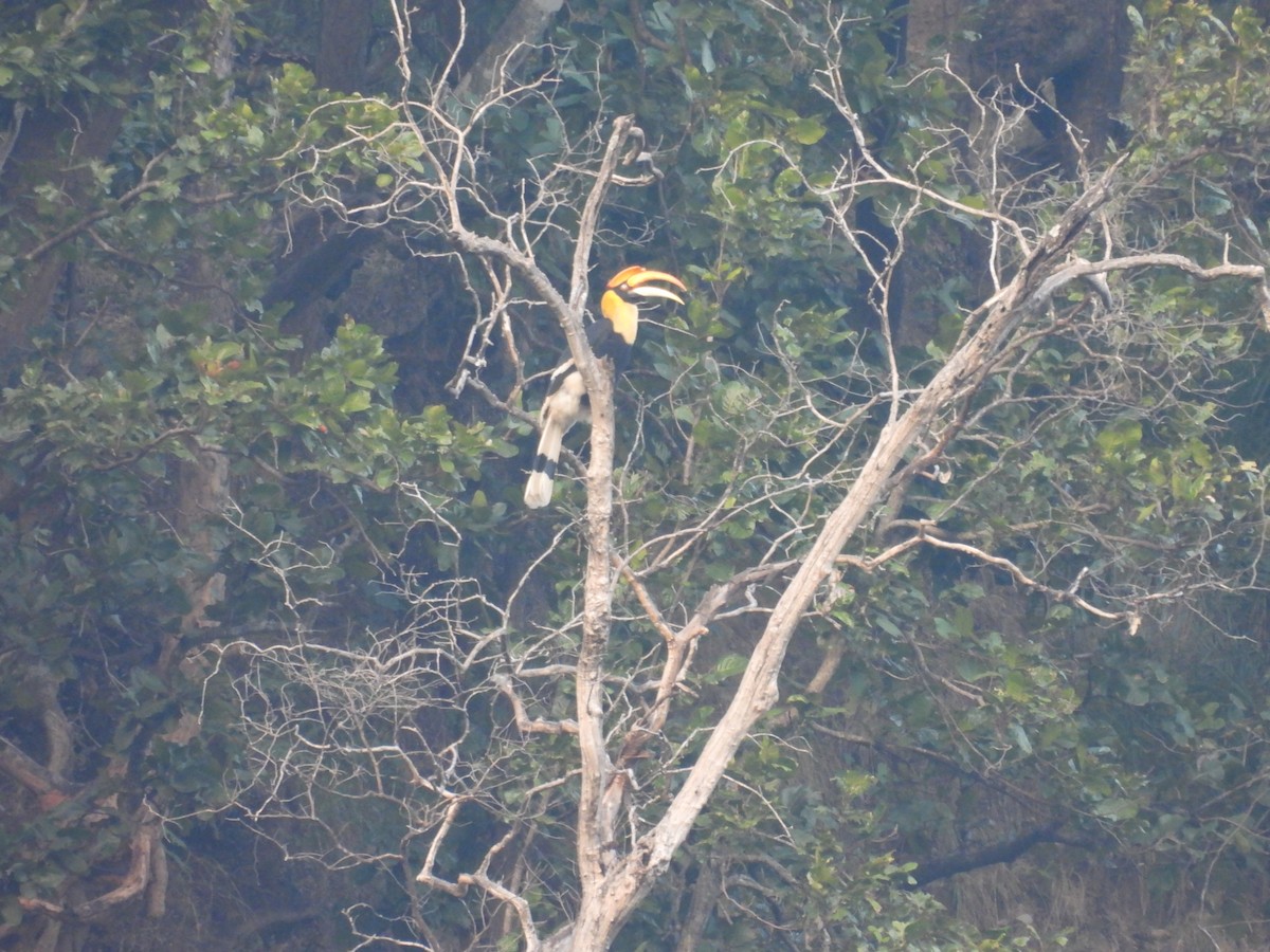 Great Hornbill - ML646840225