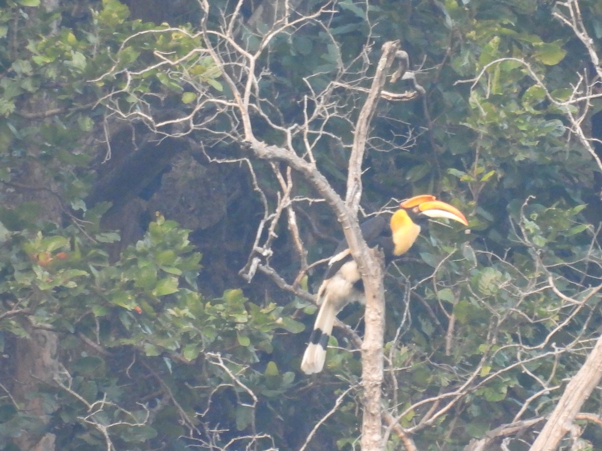 Great Hornbill - ML646840226