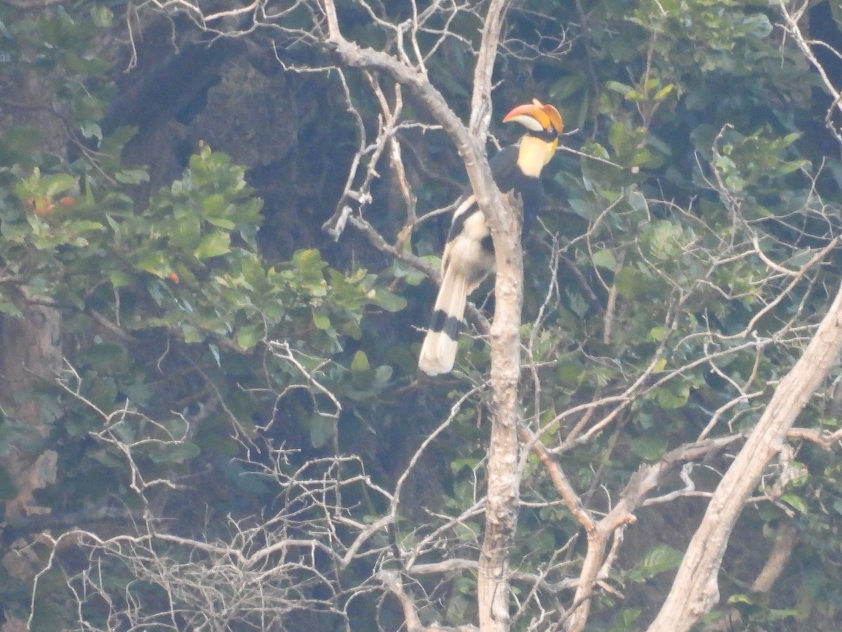 Great Hornbill - ML646840227