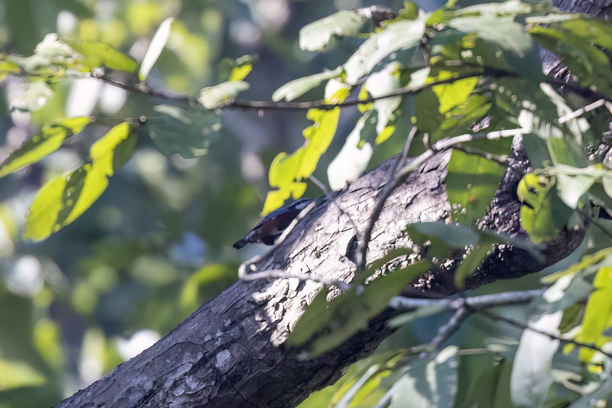 Chestnut-bellied Nuthatch - ML646840229