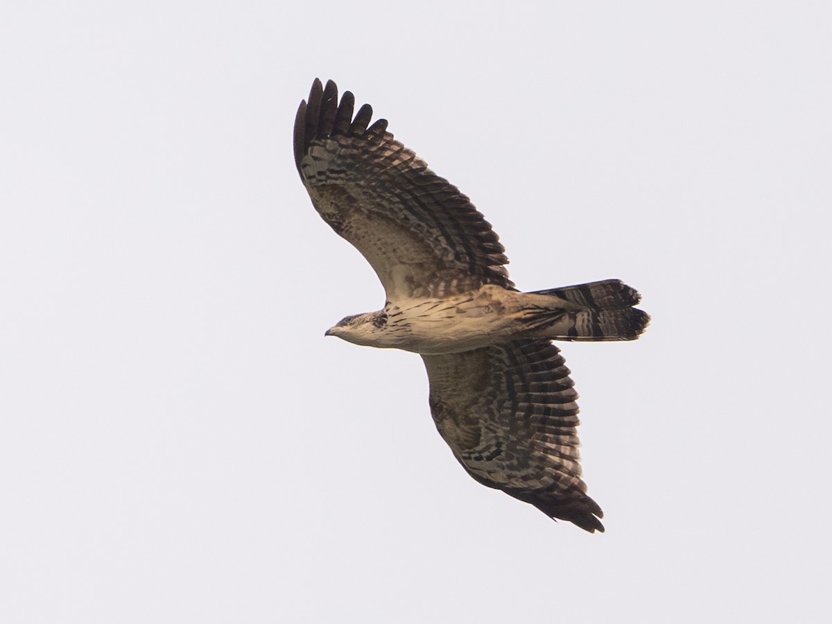 Oriental Honey-buzzard - ML646840230