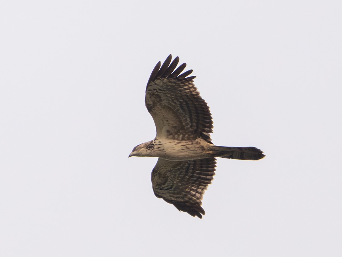 Oriental Honey-buzzard - ML646840231
