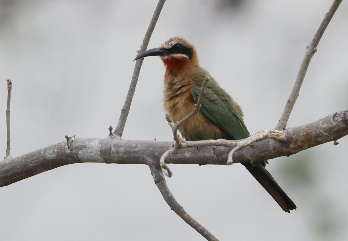 White-fronted Bee-eater - ML646840232