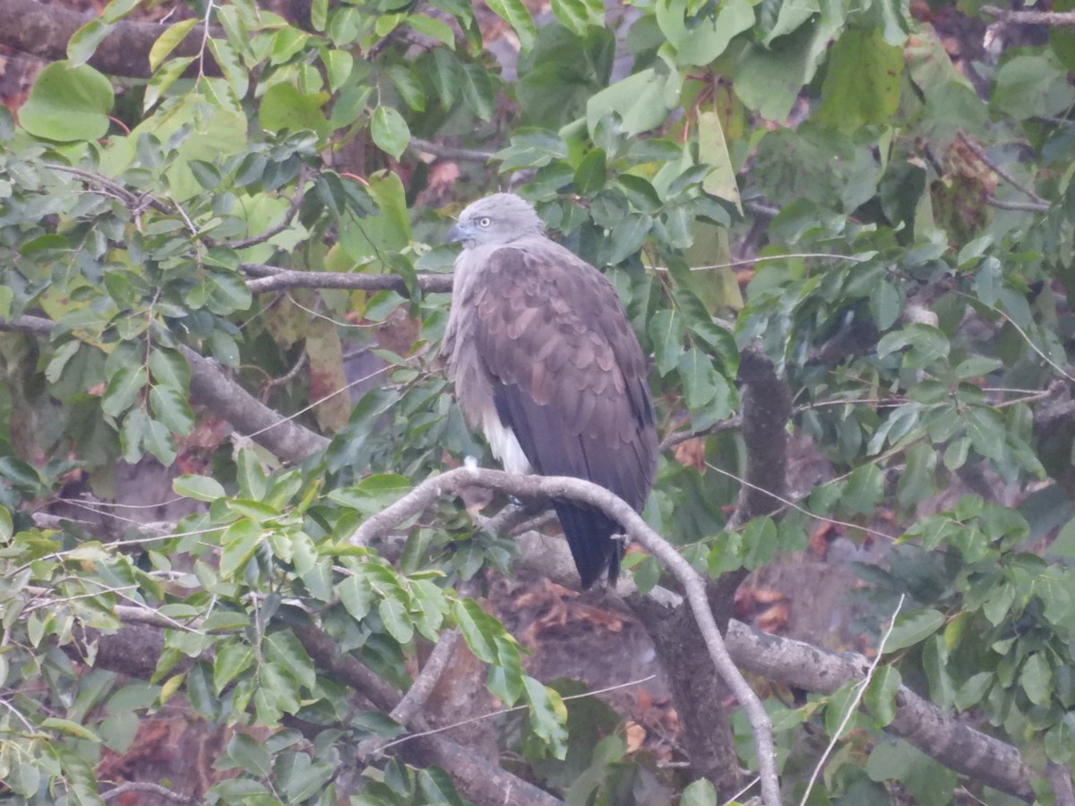 Lesser Fish-Eagle - ML646840233