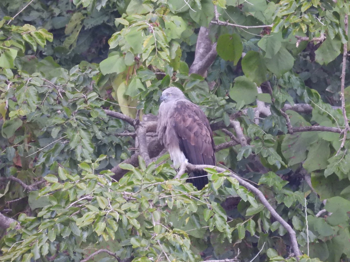 Lesser Fish-Eagle - ML646840234