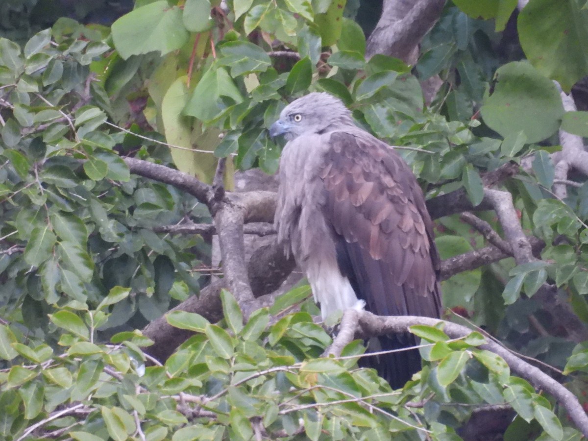 Lesser Fish-Eagle - ML646840235