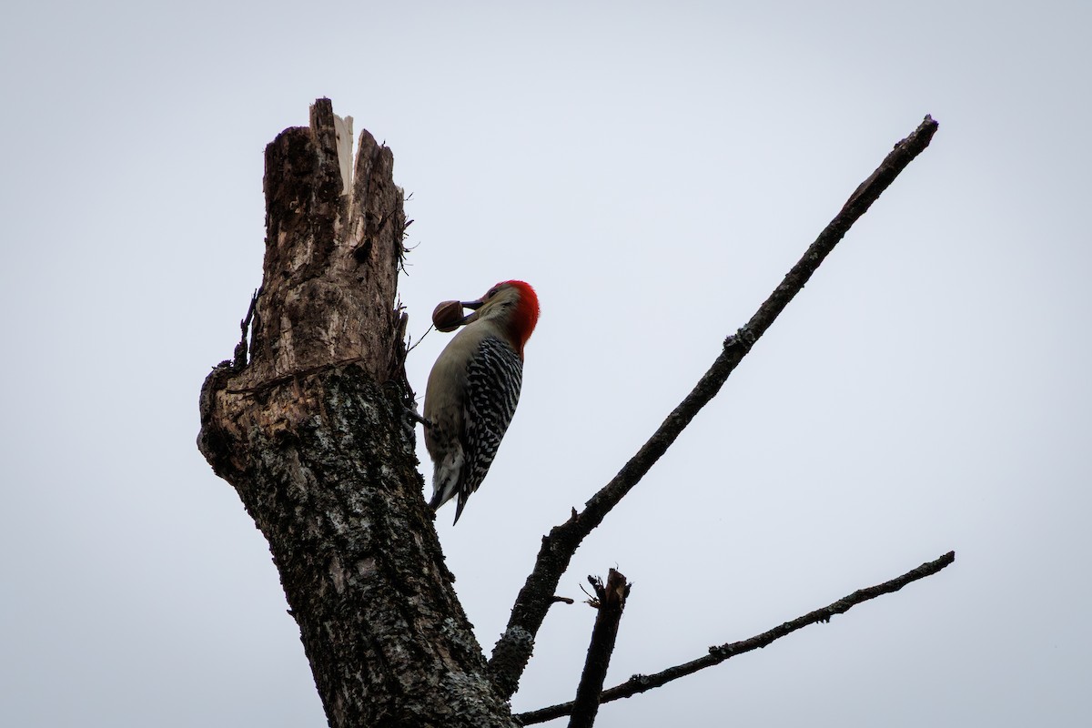 Гіла каролінська - ML646840236