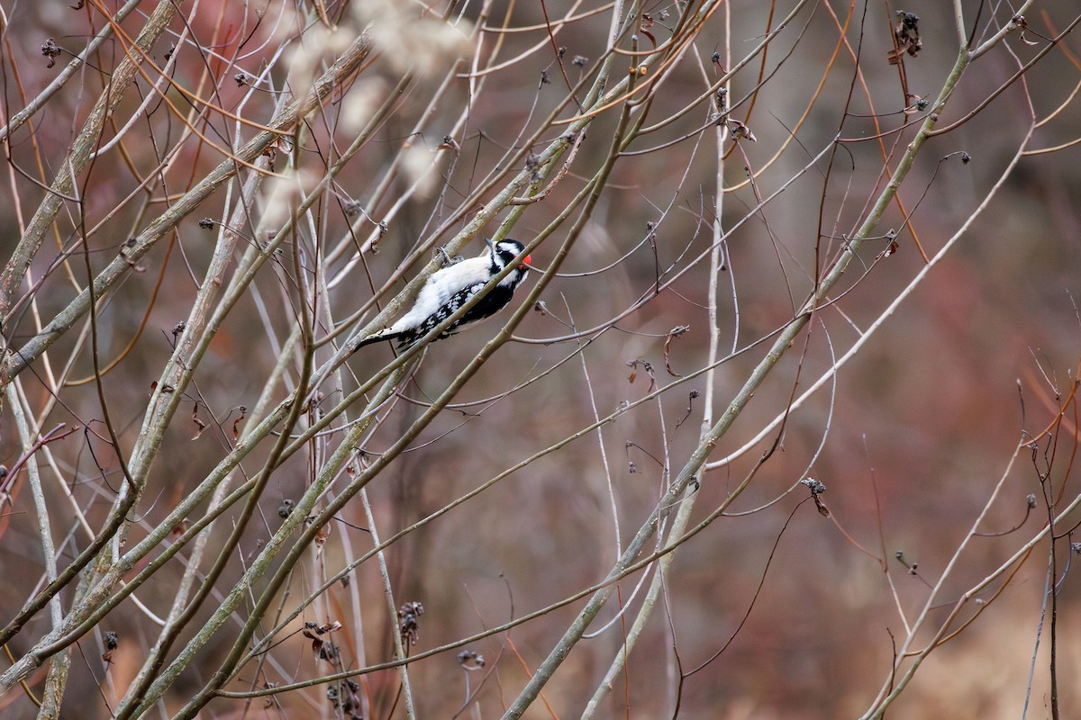 Дятел пухнастий - ML646840237