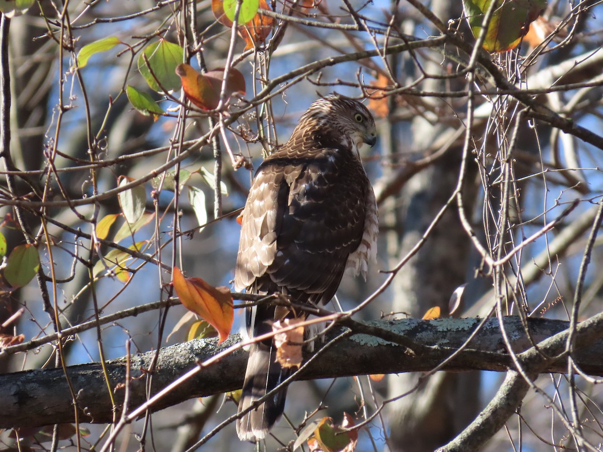 Cooper's Hawk - ML646840238