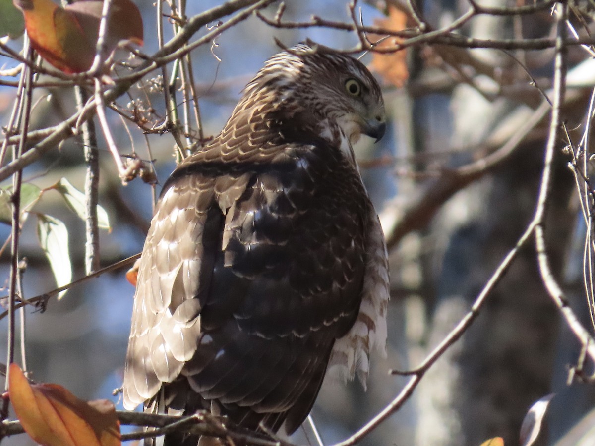 Cooper's Hawk - ML646840239