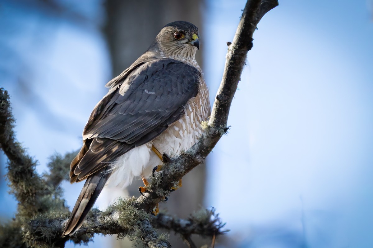 Cooper's Hawk - ML646840240