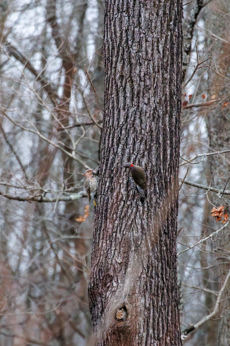Декол золотистий - ML646840243